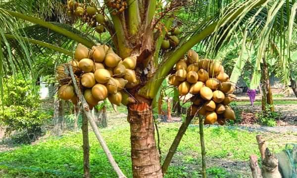 Coconut Plants in Tissamaharama