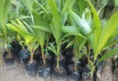 Coconut Plants in Tissamaharama