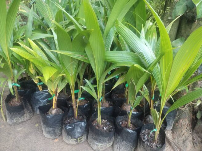 Coconut Plants in Tissamaharama