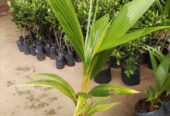 Coconut Plants in Tissamaharama