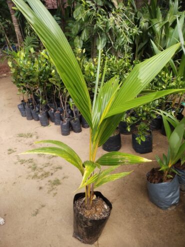 Coconut Plants in Tissamaharama