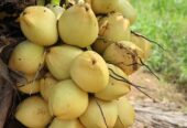 Coconut Plants in Tissamaharama