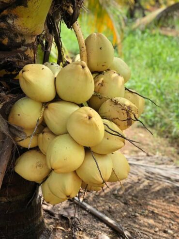 Coconut Plants in Tissamaharama