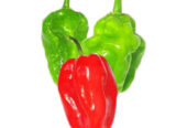 Best Prima Pacific Green Scotch Bonnet Pepper Hot Dragon Seeds – CS Agro, Colombo