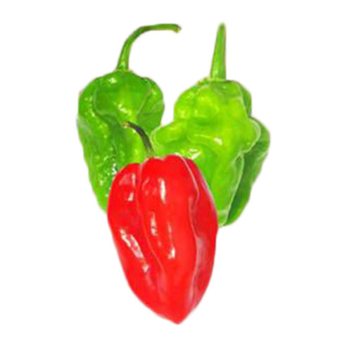 Best Prima Pacific Green Scotch Bonnet Pepper Hot Dragon Seeds – CS Agro, Colombo