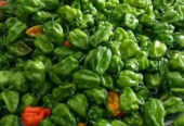 Best Prima Pacific Green Scotch Bonnet Pepper Hot Dragon Seeds – CS Agro, Colombo