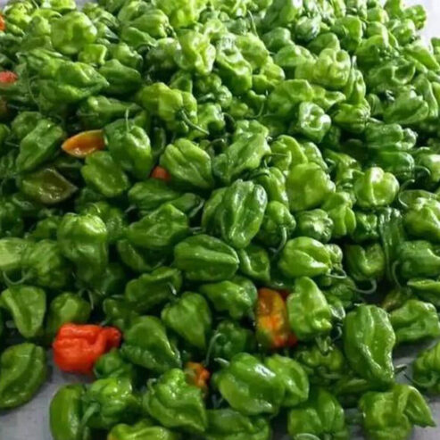 Best Prima Pacific Green Scotch Bonnet Pepper Hot Dragon Seeds – CS Agro, Colombo