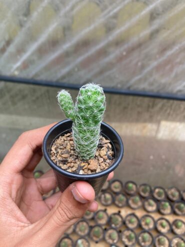 Cactus and Succulents (10pcs) in Kandy