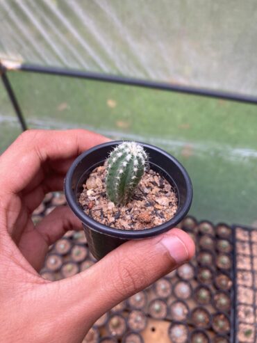 Cactus and Succulents (10pcs) in Kandy