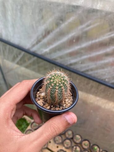 Cactus and Succulents (10pcs) in Kandy