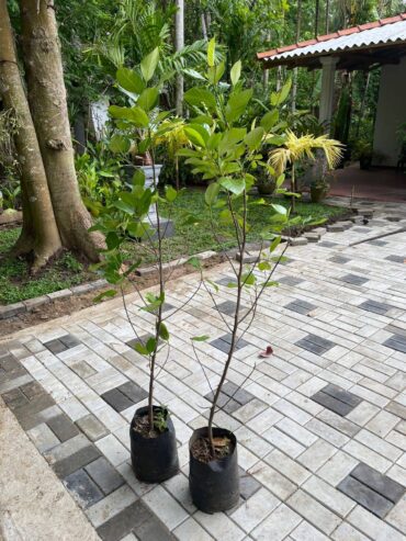 Jackfruit Plants for Sale in Welimada, Sri Lanka