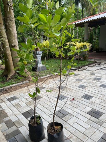 Jackfruit Plants for Sale in Welimada, Sri Lanka