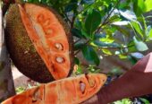 Jackfruit Plants for Sale in Welimada, Sri Lanka