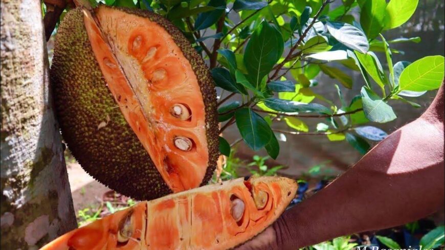 Jackfruit Plants for Sale in Welimada, Sri Lanka