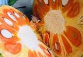 Jackfruit Plants for Sale in Welimada, Sri Lanka