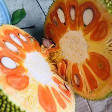 Jackfruit Plants for Sale in Welimada, Sri Lanka