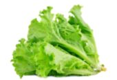 Best Onesh Hybrid Grand Rapid Lettuce Seeds – CS Agro, Colombo