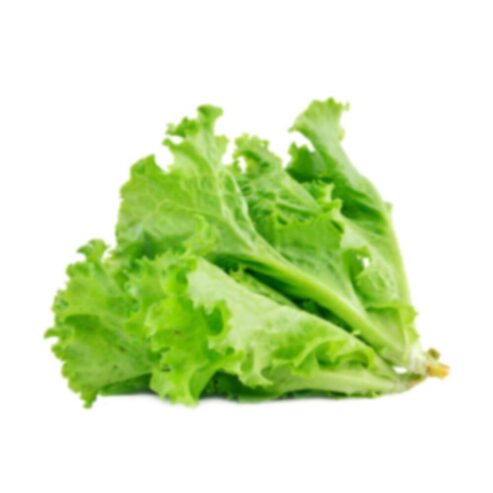 Best Onesh Hybrid Grand Rapid Lettuce Seeds – CS Agro, Colombo