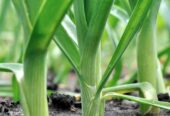 Best Onesh Leeks Seeds – CS Agro, Colombo