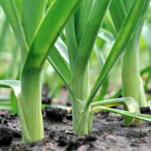 Best Onesh Leeks Seeds – CS Agro, Colombo