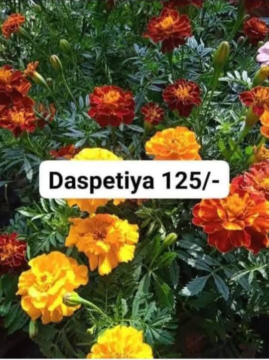 Buy Marigold Daspethiya Flowers In Nugegoda – Vibrant Blooms 