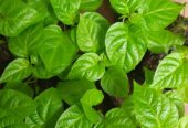 Schotchbonnet Darkgreen Plants for Sale in Kaduwatha | Rare and Exotic
