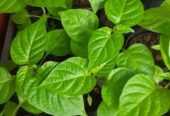 Schotchbonnet Darkgreen Plants for Sale in Kaduwatha | Rare and Exotic