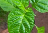Schotchbonnet Darkgreen Plants for Sale in Kaduwatha | Rare and Exotic