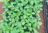 Scotch Bonnet Dark Green Plants for Sale in Kurunegala – Buy Hot Pepper Plants Online