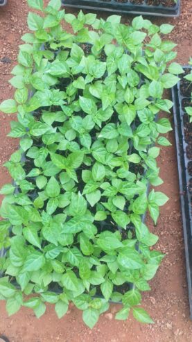 Scotch Bonnet Dark Green Plants for Sale in Kurunegala – Buy Hot Pepper Plants Online