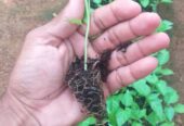 Scotch Bonnet Dark Green Plants for Sale in Kurunegala – Buy Hot Pepper Plants Online