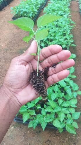 Scotch Bonnet Dark Green Plants for Sale in Kurunegala – Buy Hot Pepper Plants Online