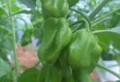 Scotch Bonnet Dark Green Plants for Sale in Kurunegala – Buy Hot Pepper Plants Online