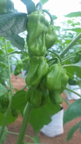 Scotch Bonnet Dark Green Plants for Sale in Kurunegala – Buy Hot Pepper Plants Online