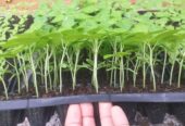 Scotch Bonnet Dark Green Plants for Sale in Kurunegala – Buy Hot Pepper Plants Online