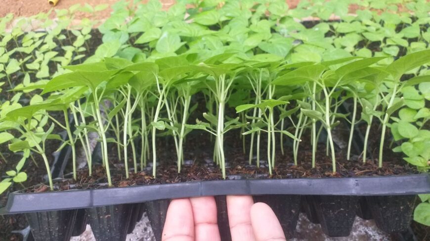 Scotch Bonnet Dark Green Plants for Sale in Kurunegala – Buy Hot Pepper Plants Online