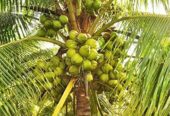 Coconut Plants for Sale in Tissamaharamaya – Buy High-Yield Coconut Seedlings Online