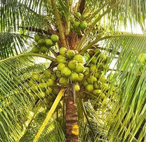 Coconut Plants for Sale in Tissamaharamaya – Buy High-Yield Coconut Seedlings Online