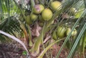 Coconut Plants for Sale in Tissamaharamaya – Buy High-Yield Coconut Seedlings Online