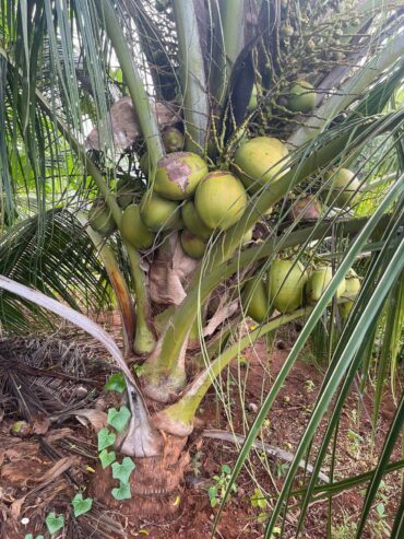 Coconut Plants for Sale in Tissamaharamaya – Buy High-Yield Coconut Seedlings Online