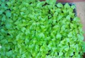 F1 Hybrid Scotch Bonnet Pepper Hot Dragon