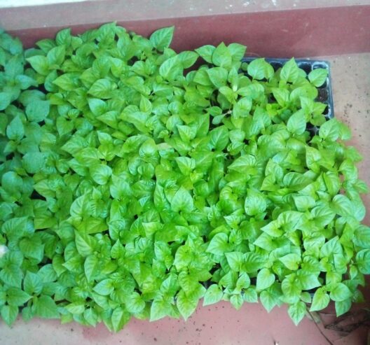 F1 Hybrid Scotch Bonnet Pepper Hot Dragon