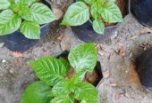 F1 Hybrid Scotch Bonnet Pepper Hot Dragon
