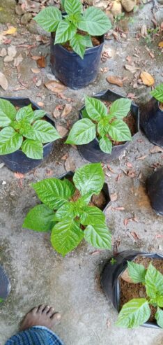 F1 Hybrid Scotch Bonnet Pepper Hot Dragon