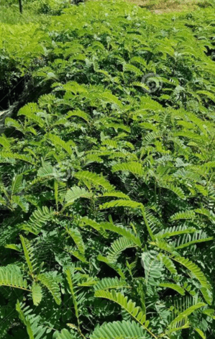 Sesbania grandiflora Plants for Sale in Puttalam – Buy Flowering Vegetable Plants Online