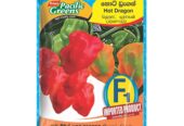 F1 Hybrid Scotch Bonnet Pepper Hot Dragon