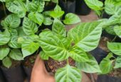 F1 Hybrid Scotch Bonnet Pepper Hot Dragon