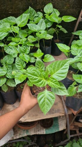 F1 Hybrid Scotch Bonnet Pepper Hot Dragon