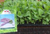 Eggplants for Sale in Kurunegala