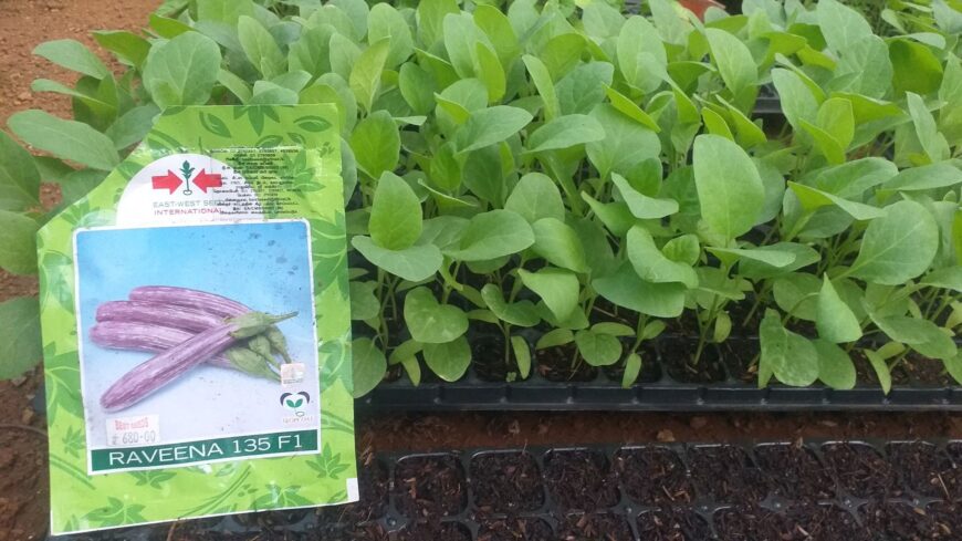 Eggplants for Sale in Kurunegala